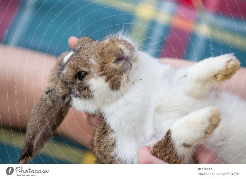 bin wachsam Mädchen Finger Fuß 8-13 Jahre Kind Kindheit Haustier Tiergesicht Fell Pfote Zwergkaninchen Hasenlöffel Schnauze Nagetiere Säugetier Hasenmutti