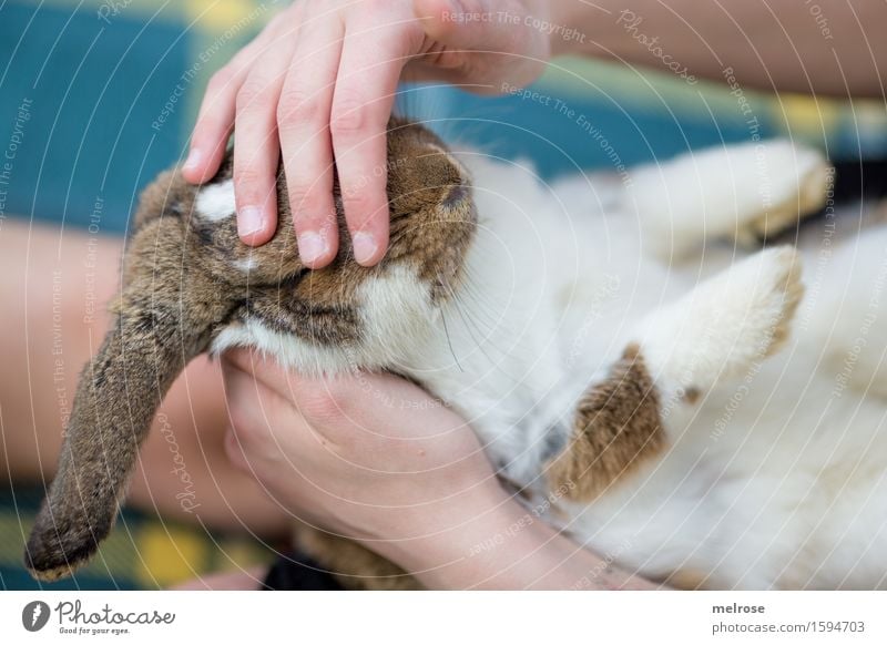 bin so müüüüde Mädchen Hand Finger Fuß 1 Mensch 8-13 Jahre Kind Kindheit Haustier Tiergesicht Fell Pfote Zwergkaninchen Nagetiere Sägetiere berühren schlafen