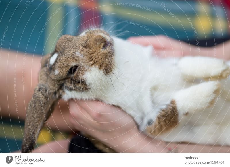 chilliges WE Junge Frau Jugendliche Arme Hand Finger Beine 8-13 Jahre Kind Kindheit Haustier Tiergesicht Fell Pfote Zwergkaninchen Säugetier Nagetiere Schnauze