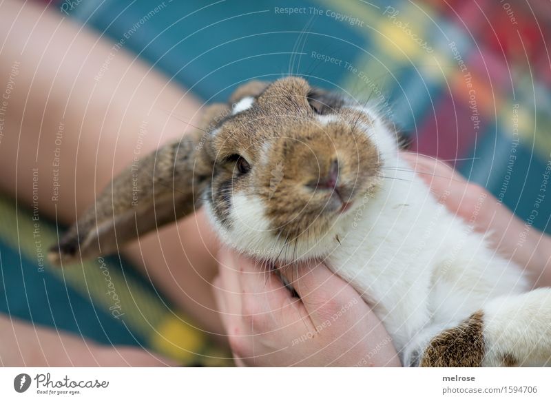 auch schon munter? Mädchen Hand Finger Beine 1 Mensch 8-13 Jahre Kind Kindheit Haustier Tiergesicht Zwergkaninchen Widderchen Hasenohren Nagetiere Säugetiere