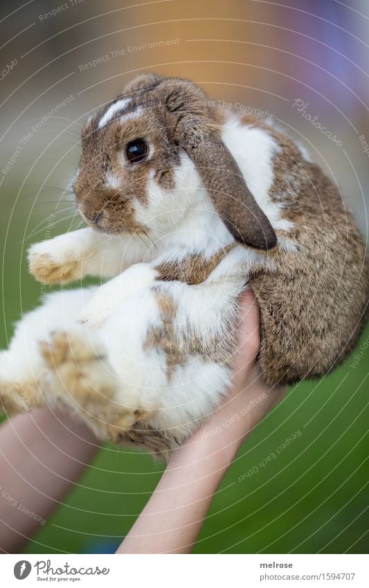 stolze Hasenmutti Mädchen Arme Hand Finger 8-13 Jahre Kind Kindheit Haustier Tiergesicht Fell Pfote Zwergkaninchen Säugetier Nagetiere Hasenlöffel