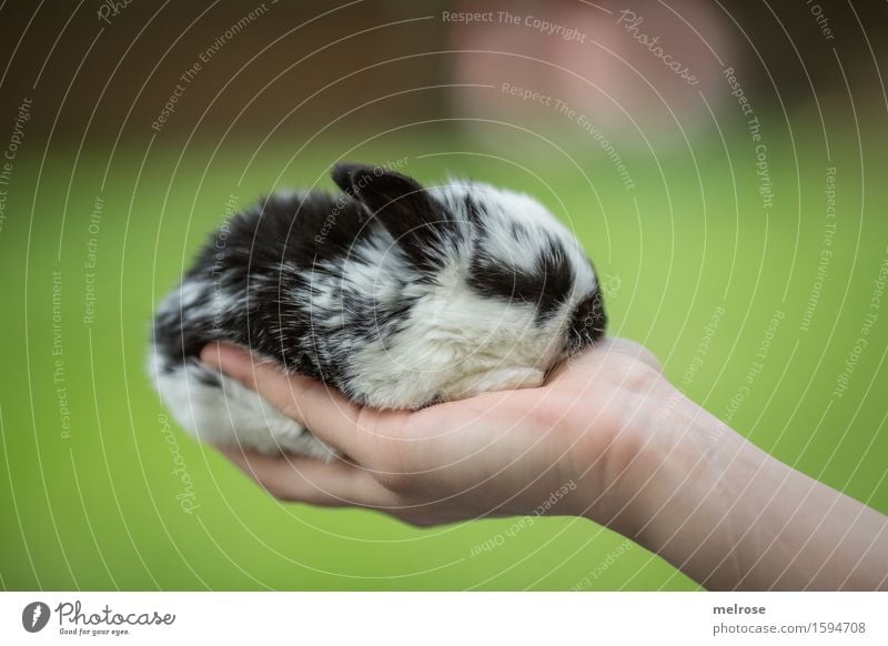 eine Handvoll ... Mädchen Arme Finger 1 Mensch 8-13 Jahre Kind Kindheit Haustier Tiergesicht Fell Hasenlöffel Zwergkaninchen Säugetier Nagetiere Hasenbaby