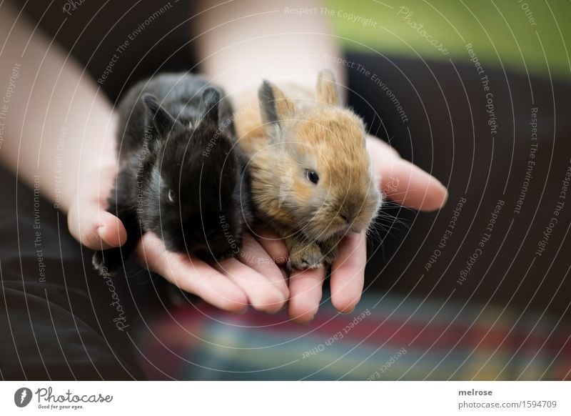 Hasenbabies 12 Tage alt Mädchen Kindheit Hand Finger 8-13 Jahre Haustier Tiergesicht Fell Pfote Zwergkaninchen Nagetiere Säugetier Schnauze Tierjunges