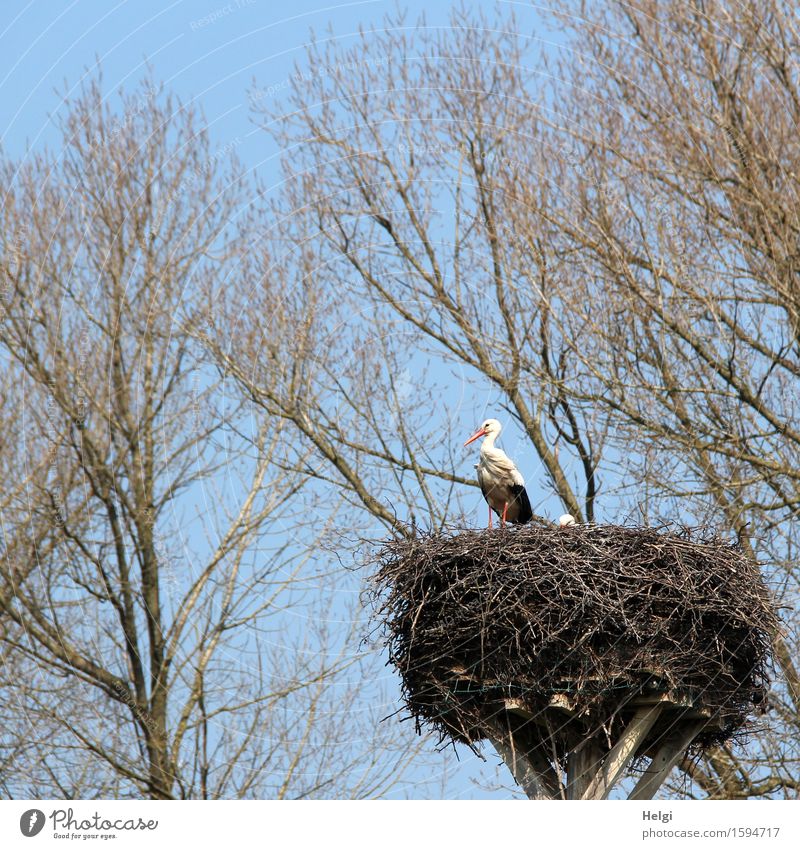 in freudiger Erwartung... Umwelt Natur Pflanze Tier Wolkenloser Himmel Frühling Schönes Wetter Baum Wildtier Vogel Storch Horst 1 Blick stehen authentisch