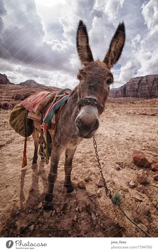 Du ESEL Landschaft Tier Nutztier Esel 1 Freude Tourismus Güterverkehr & Logistik Jordanien Farbfoto Außenaufnahme Nahaufnahme Weitwinkel Tierporträt