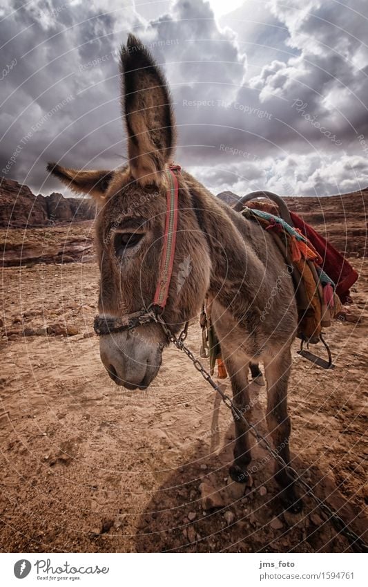 Esels Natur Landschaft Wüste Tier Nutztier 1 Freude Tourismus Güterverkehr & Logistik Jordanien Farbfoto Außenaufnahme Weitwinkel Tierporträt