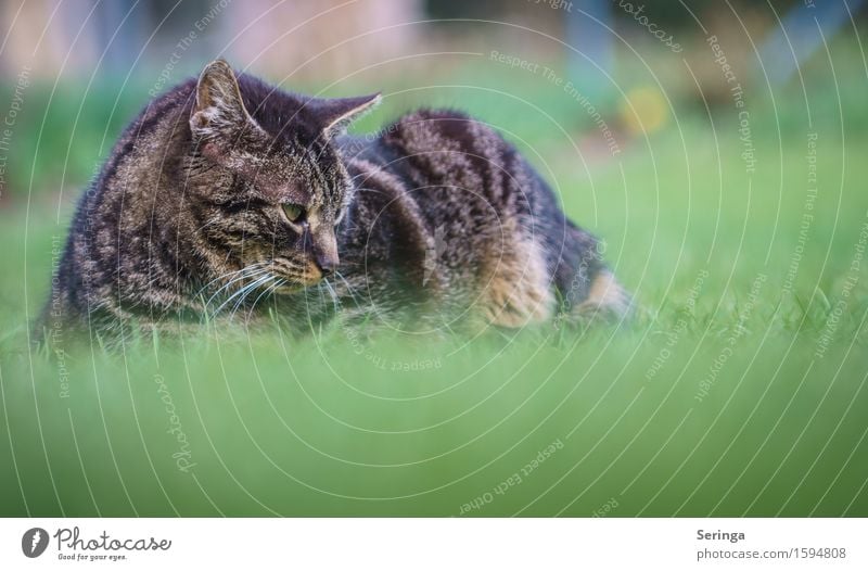 Zeit für nen Schläfchen , oder doch nicht? Pflanze Tier Garten Wiese Haustier Katze Tiergesicht Fell Krallen 1 Bewegung Fressen Jagd Katzenauge Katzenkopf