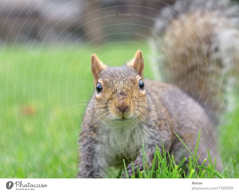 Eichhörnchen im Gras Natur Wiese Tier Wildtier 1 natürlich Neugier grün Eichkätzchen Farbfoto Außenaufnahme Schwache Tiefenschärfe Tierporträt Blick