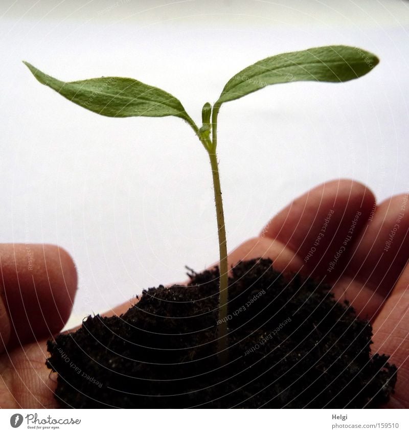 junge Pflanze mit Erde in einer Hand Farbfoto Nahaufnahme Schatten Garten Gartenarbeit Finger Natur Frühling Blatt Grünpflanze Nutzpflanze Park Wachstum