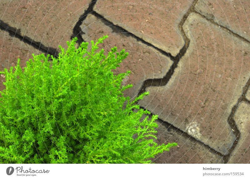 grünstein Pflanze Kopfsteinpflaster Pflastersteine Stein Steinboden Garten Gartenweg Park Bordsteinkante Baumschule Nadelbaum Frühling garten und landschaftsbau