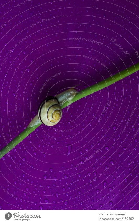 langsam geht`s bergauf Schnecke Frühling Wasser Regen Farbe Haus violett grün Wassertropfen Tropfen Bewegung