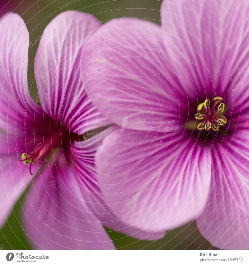 Pretty Pink I Umwelt Landschaft Pflanze Frühling Sommer Blume Blüte Topfpflanze Garten Park ästhetisch Duft natürlich violett rosa Beginn Wachstum feminin schön