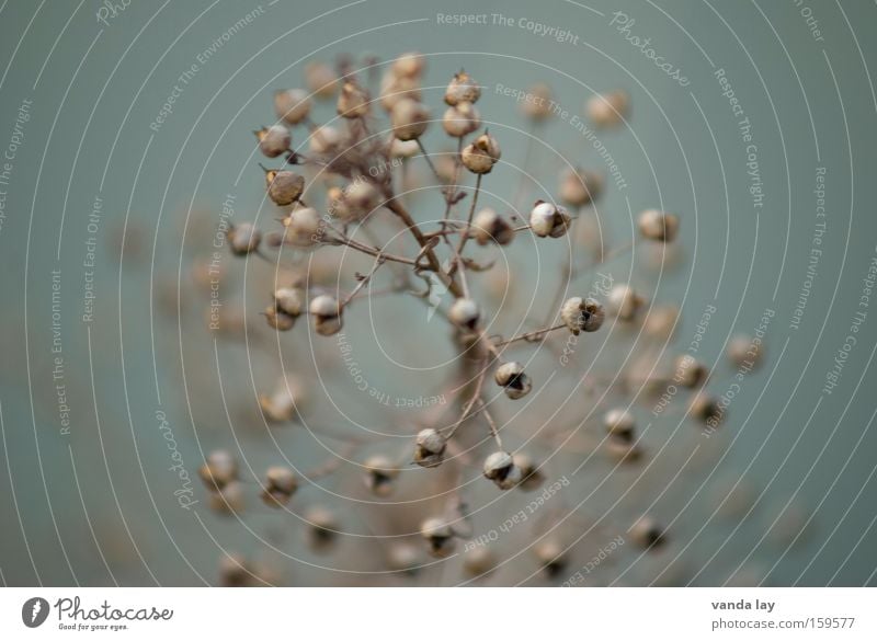 Die nächste Generation wartet schon vertrocknet trocken Samen Herz-/Kreislauf-System Leben Natur Pflanze Makroaufnahme Unschärfe Hintergrundbild Tiefenschärfe