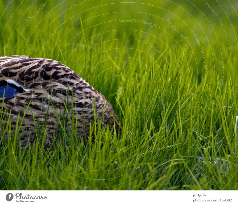 Immer schön locker bleiben Vogel Ente Strauß Stockente Futter Nahrungssuche Wurm verstecken Stress Angst Panik Erholung Alltagsfotografie