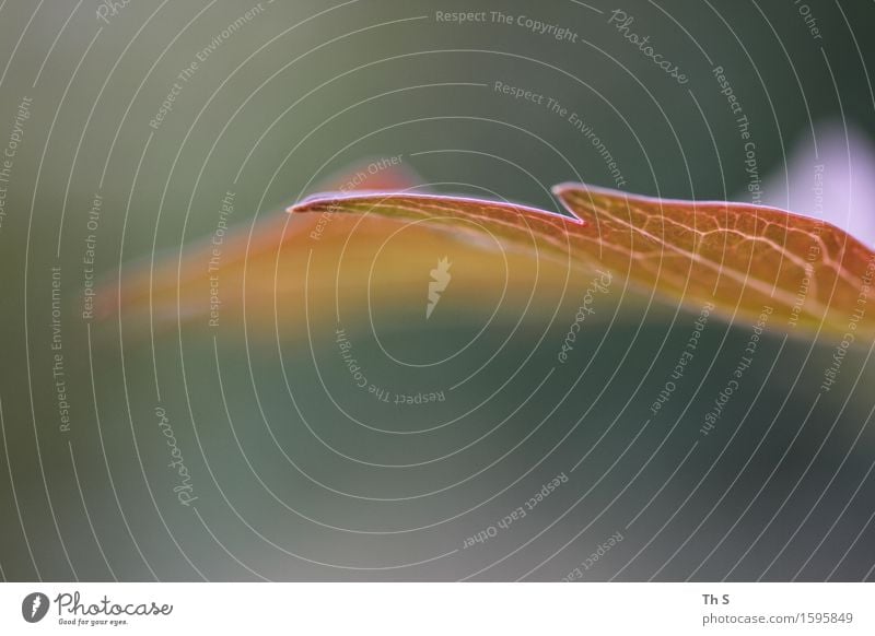 Blatt Natur Pflanze Frühling Sommer Blühend ästhetisch authentisch einfach elegant natürlich gelb grün orange Gelassenheit geduldig ruhig Design einzigartig