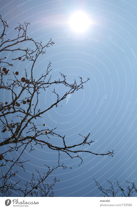 die ersten Sonnenstrahlen ... Frühling Baum Ast Himmel aufwachen Wetter Erholung blau Luft Geäst sky Wärme air