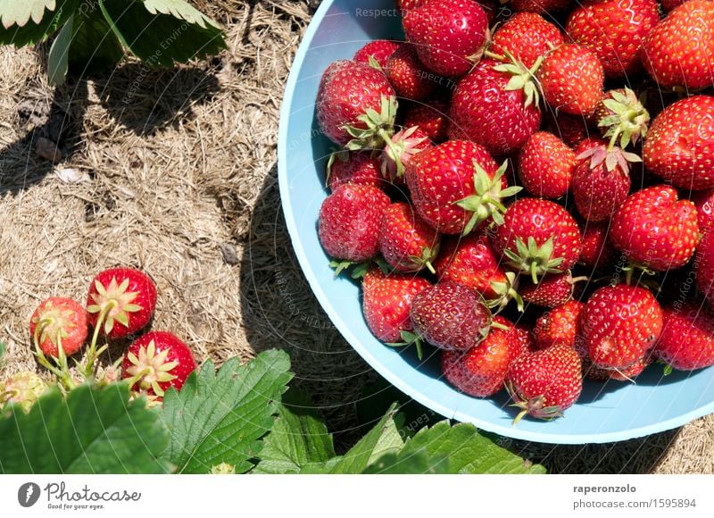 Let me take you down 'cause I'm going to ... Frucht Erdbeeren Pflanze ernten Ernte Garten Essen frisch rot Fülle Feld lecker Schalen & Schüsseln pflücken