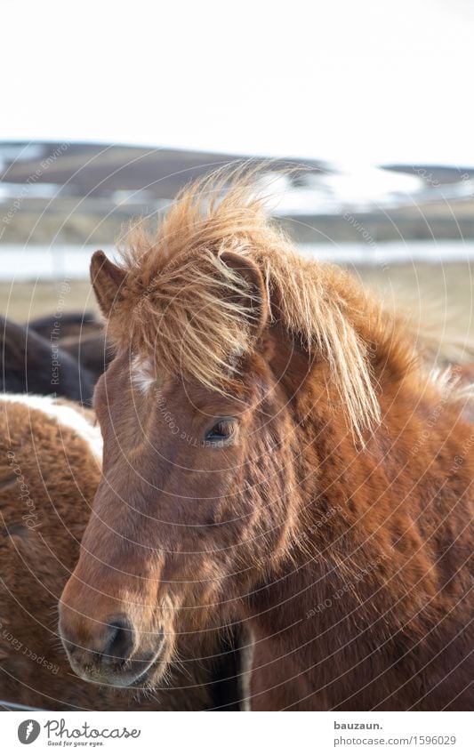 otto. Freizeit & Hobby Reiten Ferien & Urlaub & Reisen Tourismus Ausflug Abenteuer Ferne Freiheit Winter Reitsport Umwelt Natur Landschaft Schönes Wetter Island