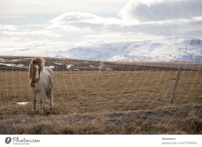 uwe. Freizeit & Hobby Reiten Ferien & Urlaub & Reisen Tourismus Ausflug Abenteuer Ferne Freiheit Expedition Winter Umwelt Natur Landschaft Erde Himmel Wolken