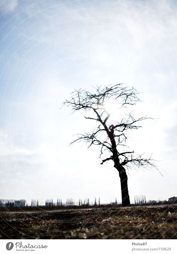 shining tree Baum Pflanze Sonne Himmel Gegenlicht Einsamkeit Freiheit Boden Feld Ferne ruhig Ast Zweig Natur Freizeit & Hobby