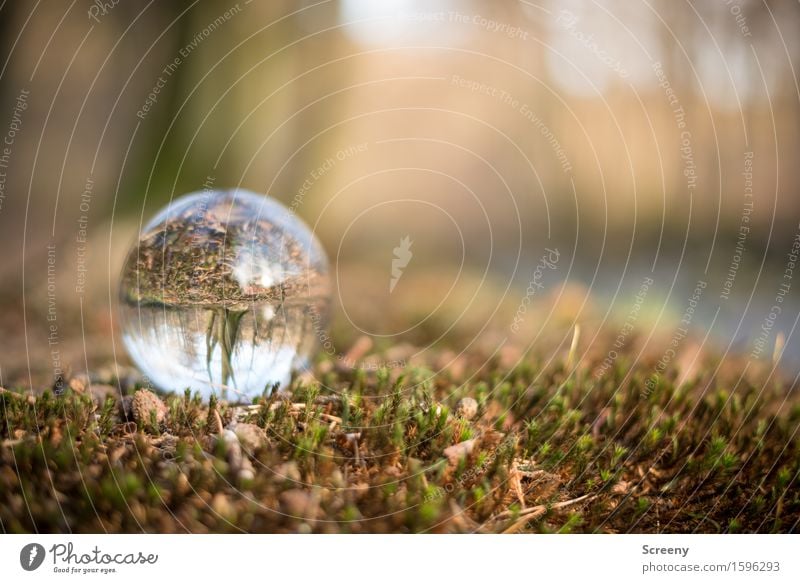 Uferlage Natur Landschaft Pflanze Gras Moos Wald Flussufer rund braun grün Gelassenheit geduldig ruhig Kristallkugel Glaskugel Hohes Venn Farbfoto Außenaufnahme