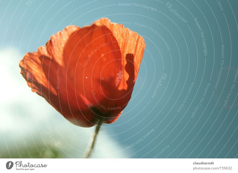 mohnrot Mohn Mohnblüte Blume Blüte Pflanze Blühend Sommer mehrfarbig zart durchsichtig Farbe