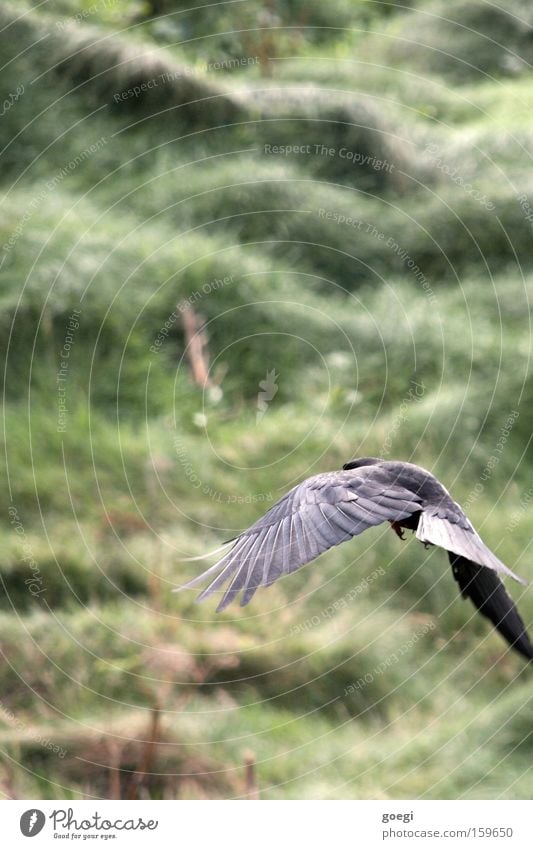 Flügelschlag Farbfoto Außenaufnahme Tag Ausflug Freiheit Natur Tier Gras Wiese Küste Vogel 1 fliegen grün schwarz Kraft Beginn Feder flattern Abheben