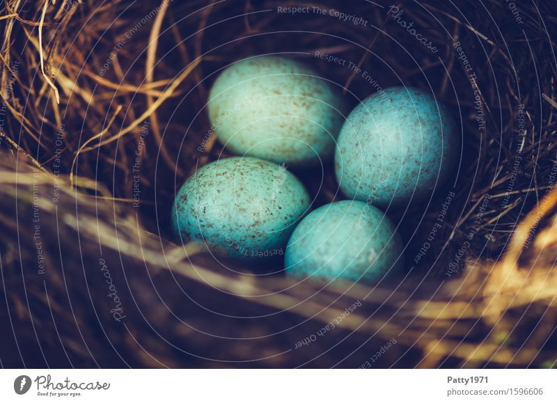 Amselnest Ostern Umwelt Tier Vogel Ei Gelege Nest braun türkis Schutz Geborgenheit Warmherzigkeit Zusammensein Freundschaft Fürsorge Natur Zukunft Zusammenhalt