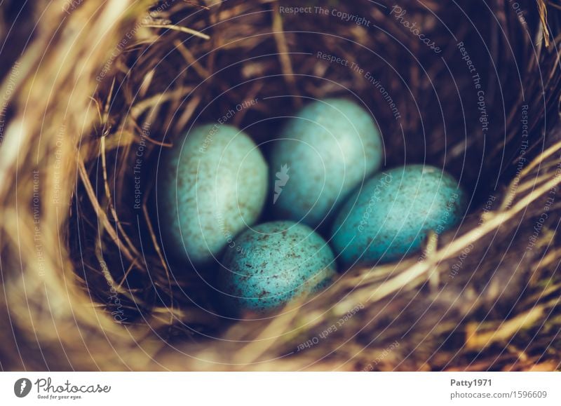 Amselnest Ostern Umwelt Tier Vogel Ei Gelege Nest braun türkis Schutz Geborgenheit Warmherzigkeit Zusammensein Freundschaft Fürsorge Natur Zukunft Zusammenhalt