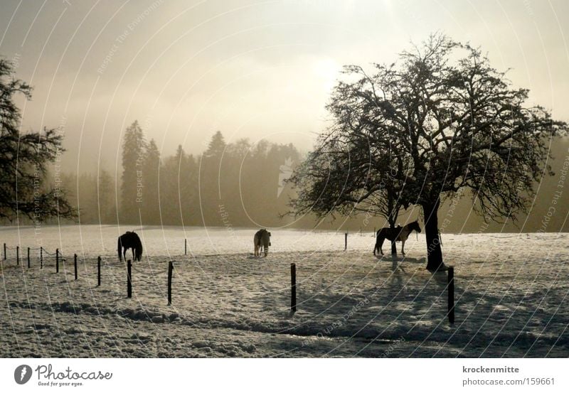 Pferdeflüstern Baum Wald Reitsport Reiten Zaun Schnee Winter Nebel Dunst 3 Tier Weide Schweiz Landschaft Gegenlicht Fressen Säugetier Reitstall