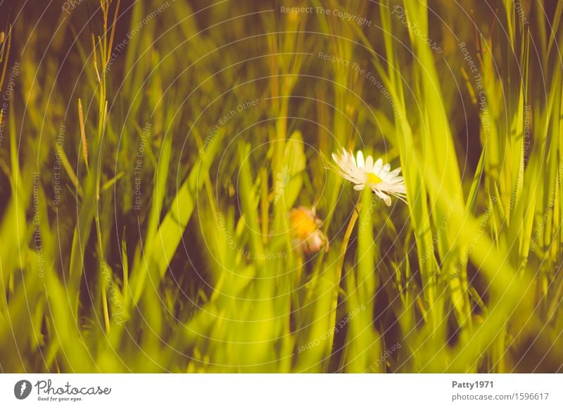 Gänseblümchen Natur Landschaft Pflanze Blume Wiese Blühend gelb grün weiß Romantik ruhig Beginn Frieden Zufriedenheit Idylle Wachstum Frühling Sommer Farbfoto