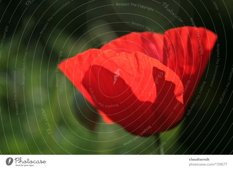 Mohntag Mohnblüte Blume Blüte Pflanze Blühend Sommer Schatten rot Kraft zart durchsichtig Farbe