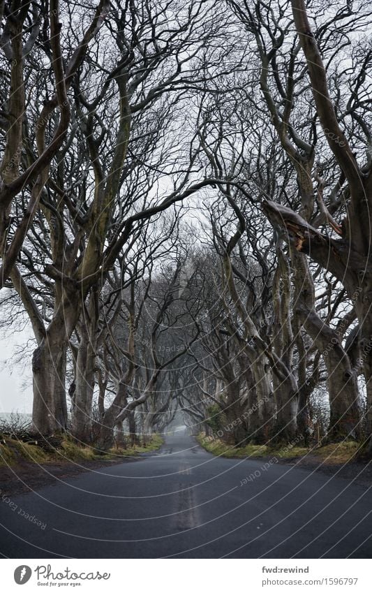 Kings Road Landschaft Frühling Herbst Regen Baum Menschenleer Sehenswürdigkeit Wahrzeichen Verkehrswege Straße entdecken fahren genießen laufen trist