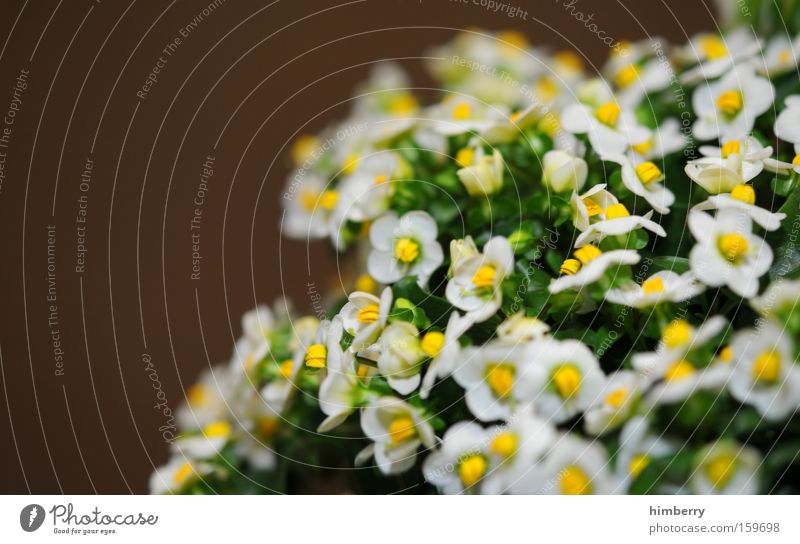 blumenkopf Blume Natur Frühling frisch Gartenbau Pflanze schön ästhetisch Hintergrundbild Floristik Blüte Botanik Park Bubenkopf