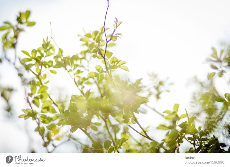 Grüner Zweig im Frühling im Sonnenlicht Umwelt Natur Landschaft Pflanze Tier Himmel Wolkenloser Himmel Schönes Wetter Baum Sträucher Blatt Garten Park Wald Holz