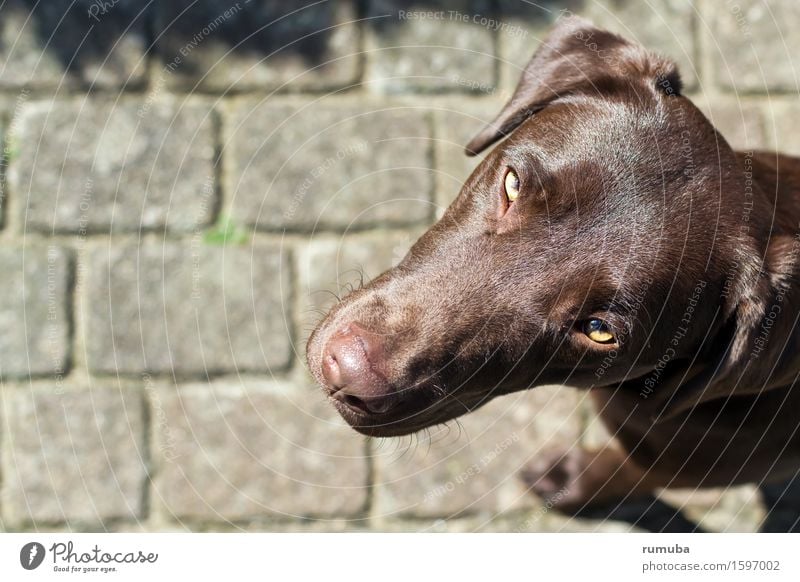 Labrador Dayna Tier Haustier Hund Tiergesicht 1 Blick braun loyal Sympathie Freundschaft ruhig Team Zusammenhalt Treue niedlich schön Farbfoto Außenaufnahme