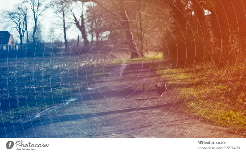 Hühner, freilaufend Umwelt Natur Landschaft Baum Feld Straße Wege & Pfade Nutztier Haushuhn blau rot Einsamkeit Landwirtschaft Bauernhof Gelände Farbfoto