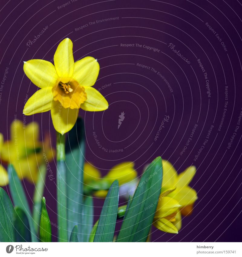 sternkunde Gelbe Narzisse Narzissen Blume Pflanze Floristik Natur Blüte Jahreszeiten Garten Gartenbau Glückwünsche Park