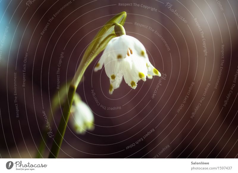 Frühlingsknotenblume Natur Pflanze Blume Blüte Grünpflanze Garten Wiese Blühend Duft braun grün weiß Wachstum aufwachen Farbfoto Außenaufnahme Tag