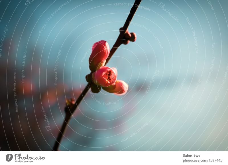 Erwachen Natur Pflanze Himmel Frühling Schönes Wetter Blüte Blühend Wachstum aufwachen Farbfoto Außenaufnahme Tag Schwache Tiefenschärfe