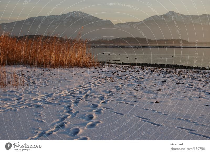 am Chiemsee Erholung ruhig Ferien & Urlaub & Reisen Tourismus Ausflug Strand Winter Schnee Berge u. Gebirge wandern Bayern Alpen Natur Landschaft Nebel Seeufer