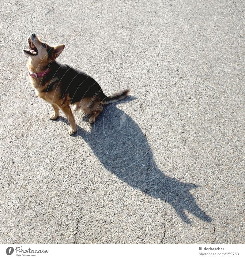 Verlassen Hund Haustier Mischling Landraubtier Fell Gebiss Schnauze Halsband Treue Tierliebe Einsamkeit weinen Asphalt Schatten Säugetier Hundehalsband