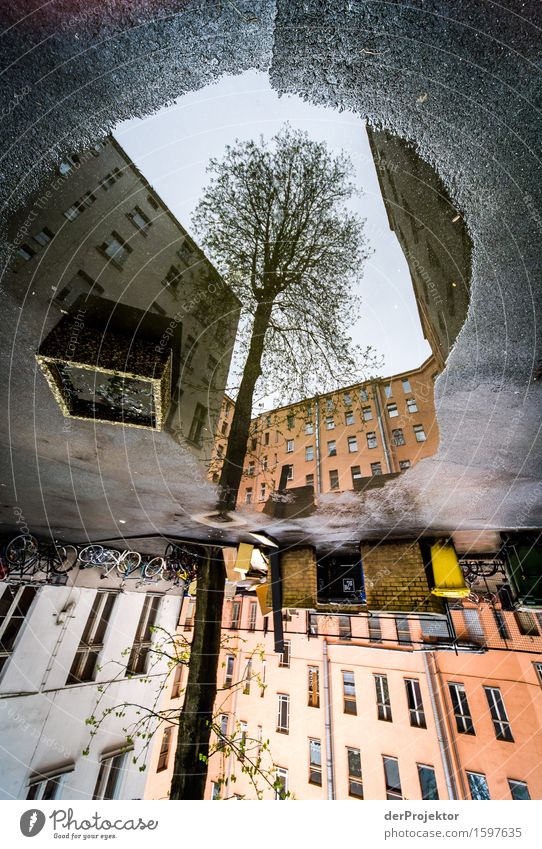 Da wächst ein Baum in der Pfütze Ferien & Urlaub & Reisen Tourismus Ausflug Sightseeing Städtereise Umwelt Frühling schlechtes Wetter Hauptstadt Haus Bauwerk