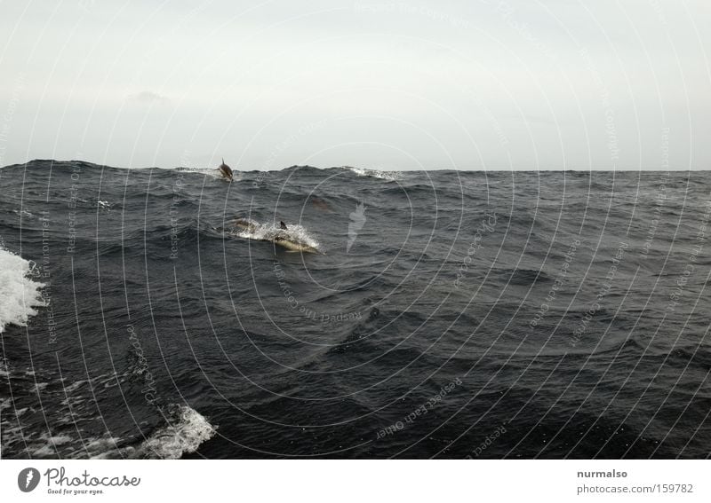 damals auf der Biskaya Segel Segelboot Wellen Meer Atlantik Delphine springen fahren Reisefotografie Freiheit Horizont Meerwasser Gefühle Fisch Meeresbewohner