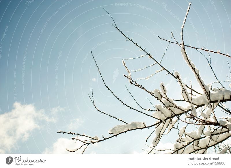 WINTERZAUBER Baum Ast Himmel Wolken Schnee kahl Winter Pflanzenteile schön Sonnenstrahlen Idylle kalt verwachsen