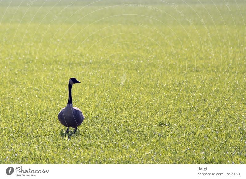 Gegenlichtgans... Umwelt Natur Landschaft Pflanze Tier Frühling Schönes Wetter Gras Wiese Wildtier Gans Kanadagans 1 Blick stehen außergewöhnlich einzigartig