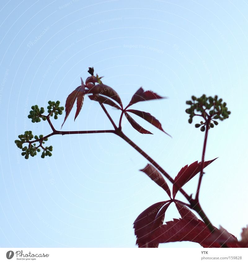 Red Wine Sommer Umwelt Natur Pflanze Himmel Wolkenloser Himmel Herbst Wetter Schönes Wetter Blatt Blüte Nutzpflanze blau rot Botanik Wein Ernte Ackerbau