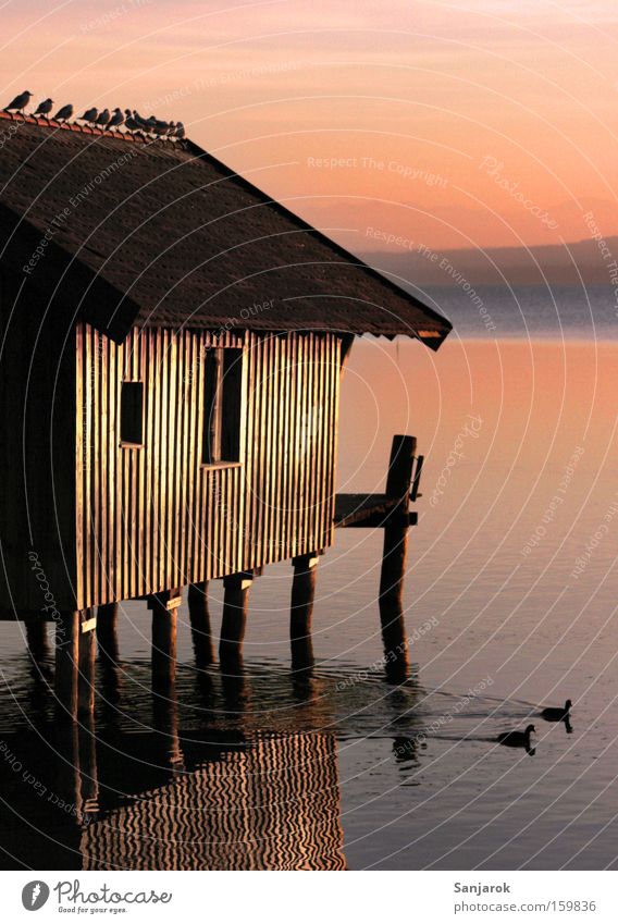 Romantik!!!! Abend Abenddämmerung See Vogel Möwenvögel Entenvögel Hütte Bootshaus Steg ruhig Holzhaus Ammersee Bayern Oberbayern Sonnenuntergang Sonnenaufgang