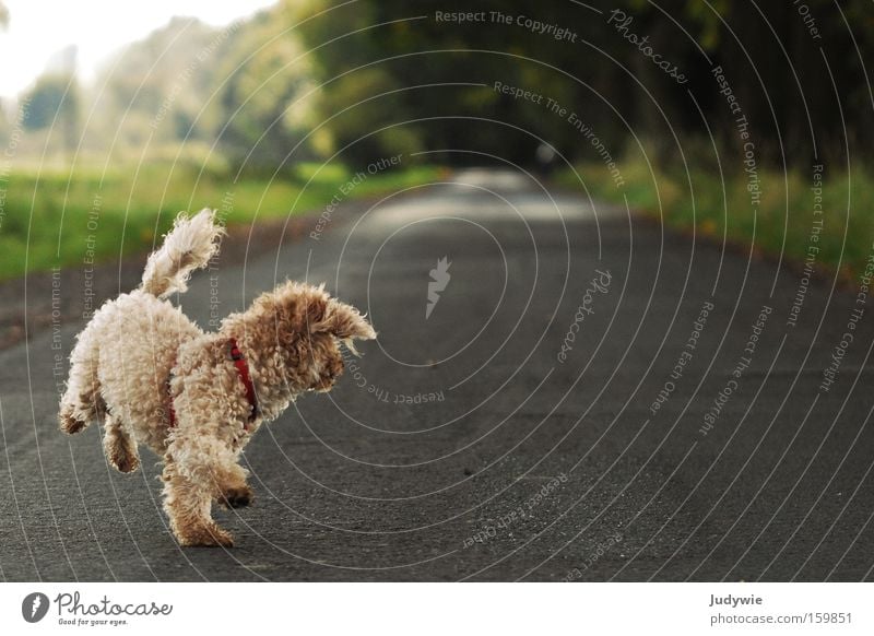 War da nicht noch was ?! Hund Pudel Locken Schaf Sommer Entscheidung Richtung Spaziergang Freude Leben Tier laufen Wege & Pfade Natur ratlos Säugetier Lea