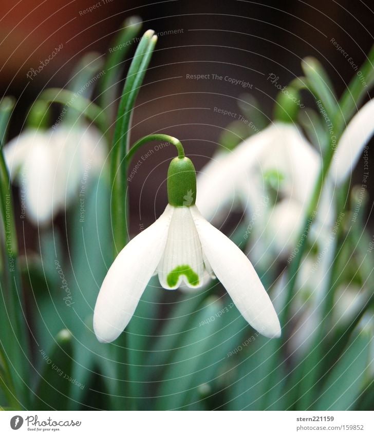 Frühlingsbote Schneeglöckchen Blüte Pflanze grün weiß Natur Blume Glocke Hoffnung Sehnsucht aufwachen Wintertag Winterblume Vorfreude Stengel